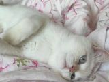5 Aylık Oyuncu British Shorthair