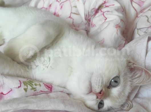 5 Aylık Oyuncu British Shorthair görsel
