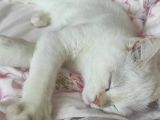 5 Aylık Oyuncu British Shorthair