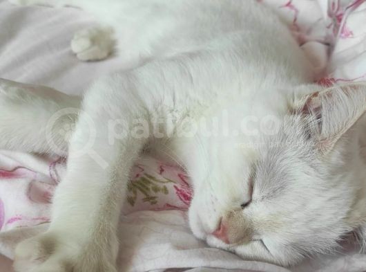 5 Aylık Oyuncu British Shorthair görsel