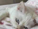 5 Aylık Oyuncu British Shorthair