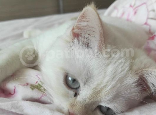 5 Aylık Oyuncu British Shorthair görsel