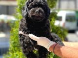 Black Toy Poodle Yavrular
