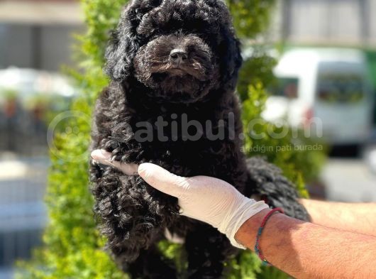 Black Toy Poodle Yavrular görsel