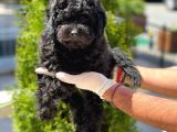 Black Toy Poodle Yavrular