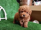 Irk Garantili Safkan Toy Poodle Yavrularımız