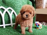 Irkının En İyisi Toy Poodle Yavrularımız
