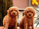 Toy Poodle Yavrular (Red, Red Brown, Apricot, Silver, Siyah)