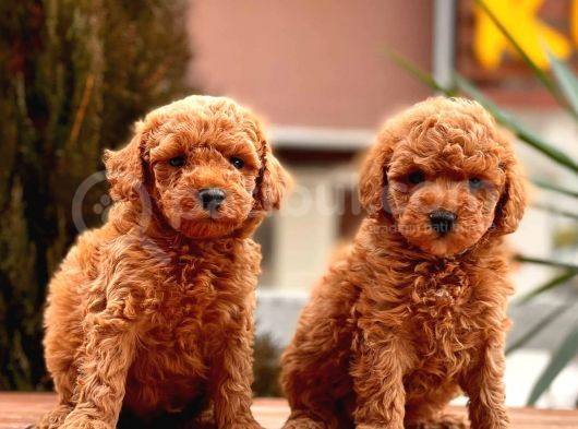 Toy Poodle Yavrular (Red, Red Brown, Apricot, Silver, Siyah) görsel