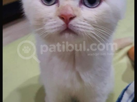 5 Aylık Oyuncu British Shorthair