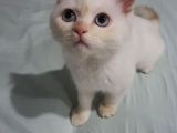 5 Aylık Oyuncu British Shorthair