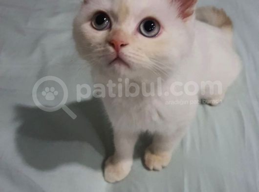 5 Aylık Oyuncu British Shorthair görsel