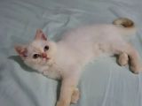 5 Aylık Oyuncu British Shorthair