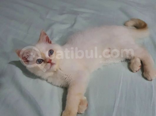 5 Aylık Oyuncu British Shorthair görsel