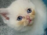 5 Aylık Oyuncu British Shorthair