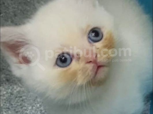5 Aylık Oyuncu British Shorthair görsel