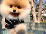 Ayı Surat Pomeranian Boo Yavrularımız
