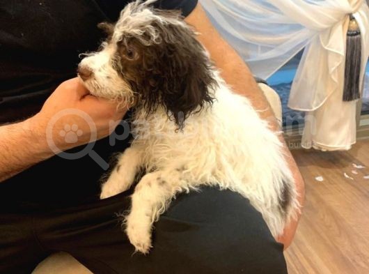 Lagotto Satmak İstiyoruz görsel