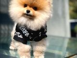 Ayı Surat Pomeranian Boo Yavrularımız