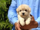 Sevimli Maltipoo