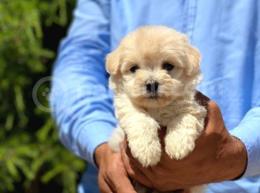 Sevimli Maltipoo görsel