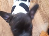Saf Irk French Bulldog Bakmadan Geçme