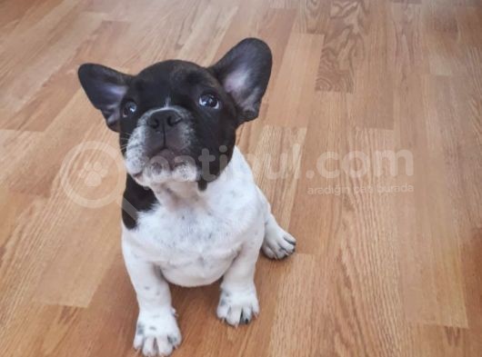 Saf Irk French Bulldog Bakmadan Geçme görsel
