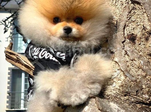 Ayı Surat Pomeranian Boo Yavrularımız görsel