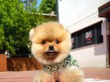 Irk Ve Sağlık Garantili Pomeranian Boo Yavrularımız