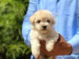 Sevimli Maltipoo