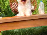 Ayı Surat Pomeranian Boo Yavrularımız