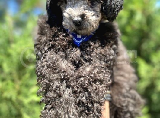 Sevimli Silver Poodle Bebek görsel