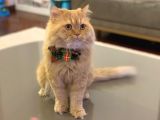 2 Aylık British Longhair Silver