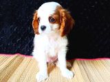 Cavalier Yavrumuz
