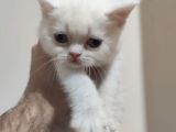 Ci̇ns Yavrularımız Yeni̇ Ai̇leleri̇ni̇ Bekli̇yor