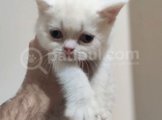Ci̇ns Yavrularımız Yeni̇ Ai̇leleri̇ni̇ Bekli̇yor görsel