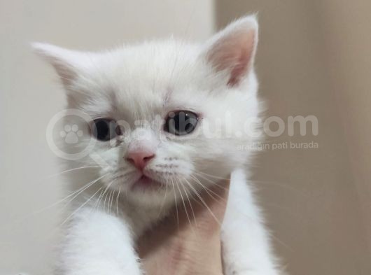 Ci̇ns Yavrularımız Yeni̇ Ai̇leleri̇ni̇ Bekli̇yor görsel