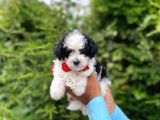 Yavru Morkie