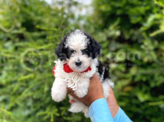 Yavru Morkie