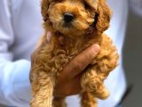 Irkının En İyisi Sağlık Garantili Toy Poodle Yavrularımız