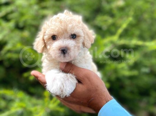 Yavru Maltipoo görsel