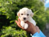 Yakışıklı Maltipoo