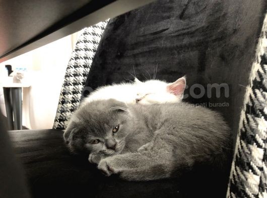 2.5 Aylik Hemen Teslim.orjinal Ev Ortaminda Anne Sutunu Yeterince Almis Suandada Nd Kitten Ile Besleniyor Gayet Sagliklilar.veteriner Kontrolleri Yapildi. görsel