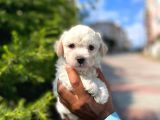 Yakışıklı Maltipoo