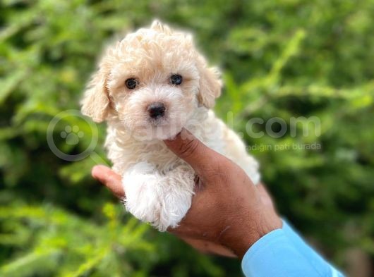 Yavru Maltipoo görsel
