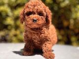 Sağlık Garantili Poodle Yavrular