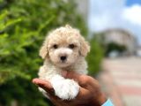 Yavru Maltipoo