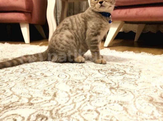 British Shorthair görsel