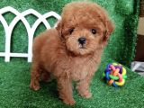 Safkan Toy Poodle Yavrularımız