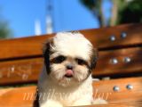 Irkının En İyisi Safkan Shih Tzu Yavrularımız